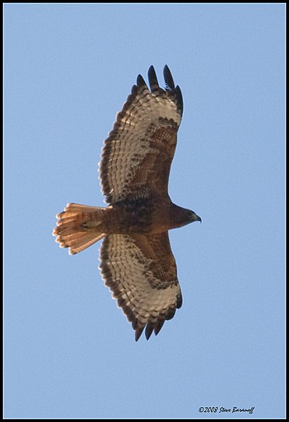 _SBL1889 red tailed hawk.jpg